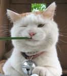 babycat84's Avatar